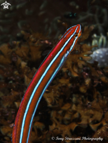 A Plagiotremus rhinorhynchos | blue-lined sabretooth blenny