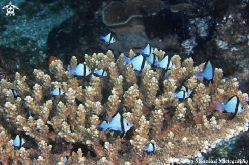 A Two Stripe Damselfish