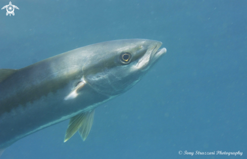 A Yellowtail kingfish