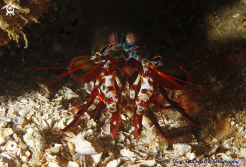 A Mantis Shrimp