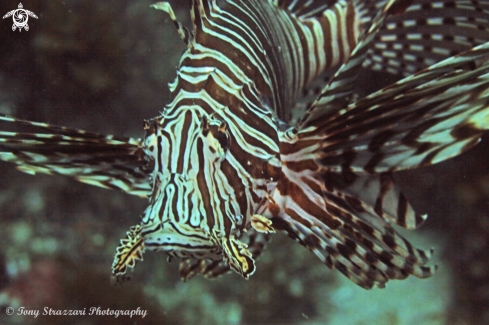 A Lionfish