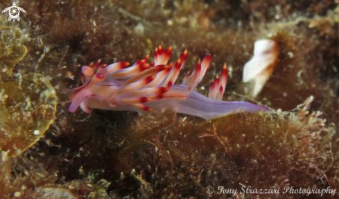 A Flabellina rubrolineata | Purple dragon