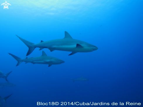 A Carcharhinus perezi | caribbean reef shark