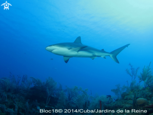 A Carcharhinus perezi | caribbean reef shark
