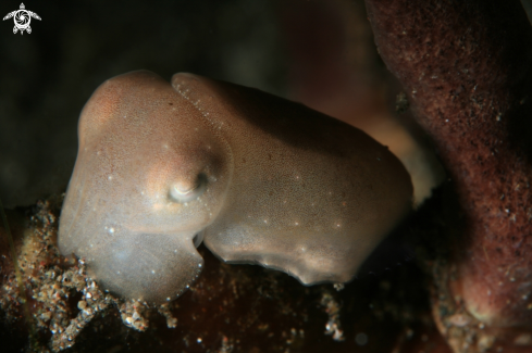 A Sepia latimanus | cattel fish