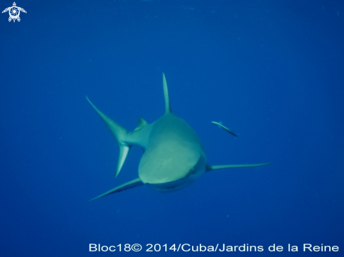 A caribbean reef shark