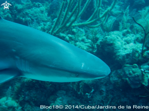 A Carcharhinus perezi | caribbean reef shark