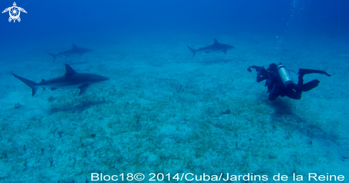 A caribbean reef shark