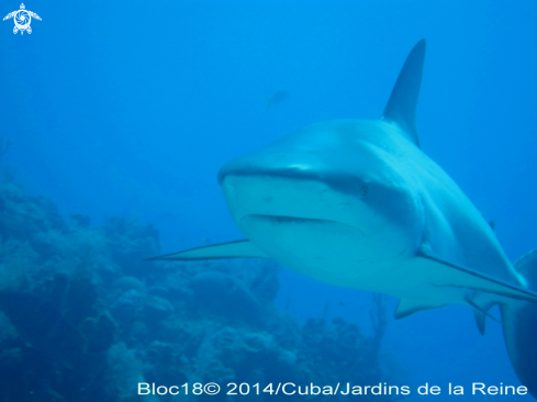 A caribbean reef shark