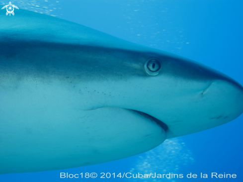 A caribbean reef shark