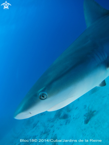 A Carcharhinus perezi | caribbean reef shark