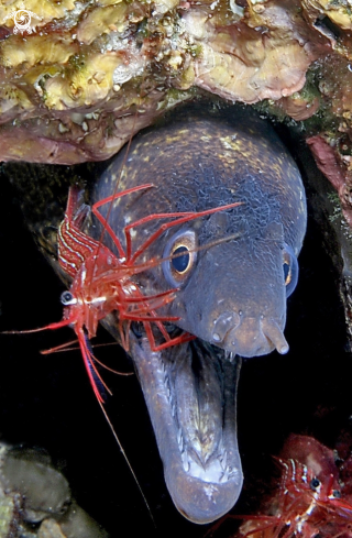 A Muraena helena- Lysmata seticaudata | Murena/Gambero pulitore