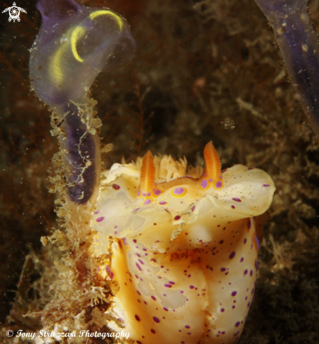 A Ceratosoma brevicaudatum | Short-tailed cerastoma