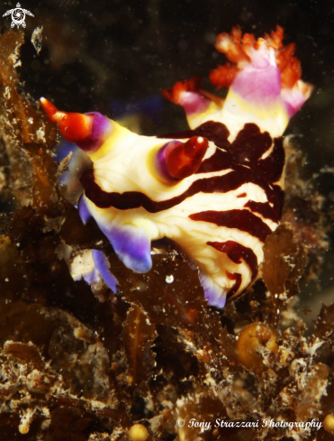 A Nembrotha lineolata | Lined nembrotha