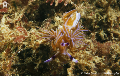 A Pteraeolidia ianthina | Blue dragon