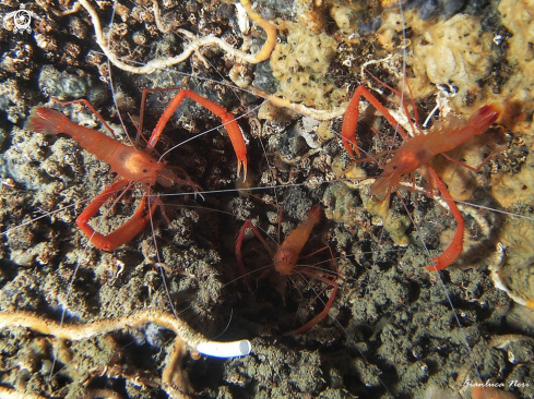 A Stenopus spinosus | Gambero meccanico