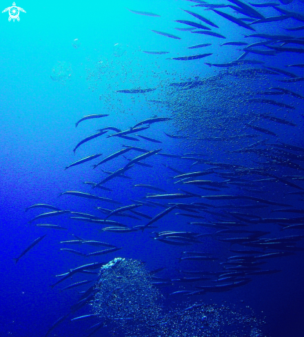 A barracuda