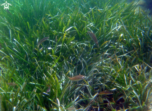 A Posidonia oceanica | prateria di posidonia