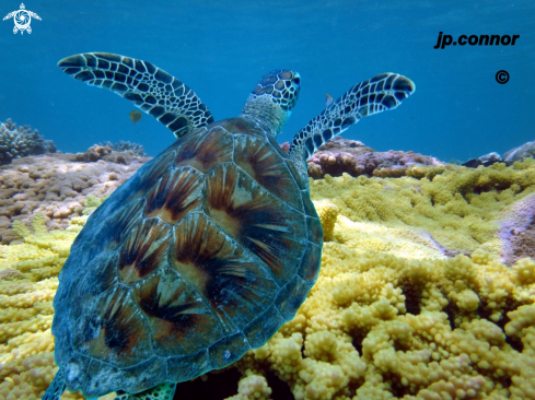 A Chelonia Mydas | Tortue Verte