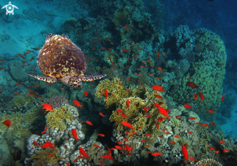 A Green turtle