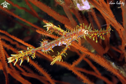 A ghost pipefish