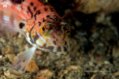 A  Sandhopper Blenny