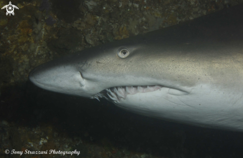 A Grey Nurse Shark (Sand Tiger, Ragged Tooth)