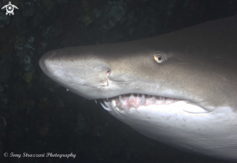 A Grey Nurse Shark (Sand Tiger, Ragged Tooth)