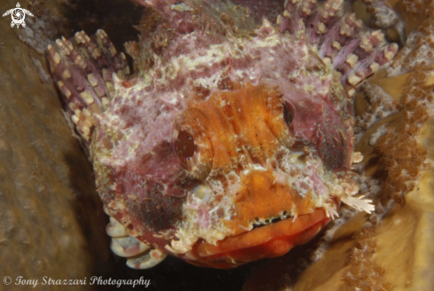 A Red scorpionfish