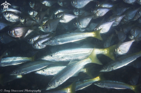 A Pempheris multiradiata and Dinolestes lewini | Bullseyes and Sea-pike