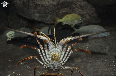 A  Panulirus argus  | spiny atlantic lobster