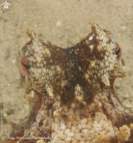 A Common Sydney Octopus