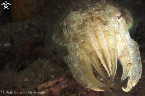 A Sepia plangon | Mourning cuttle