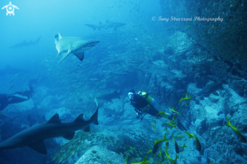 A Carcharias taurus | Grey Nurse Shark (Sand Tiger, Ragged Tooth)