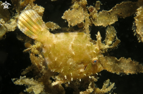 A Acreichthys tomentosus | reef fish