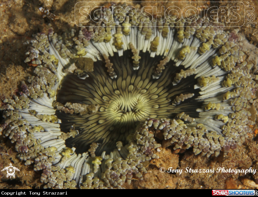 A Juvenile beaded anemone