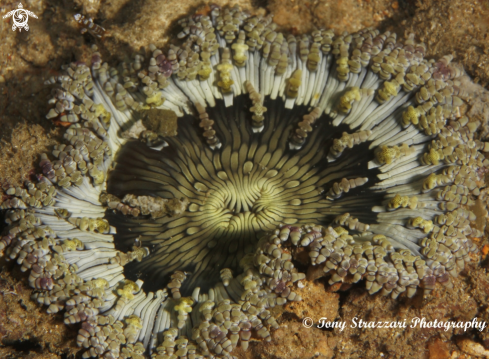 A Juvenile beaded anemone