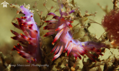 A Flabellina rubrolineata | Purple dragon