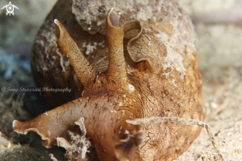 A Syphonota geographica | Geographic Sea Hare