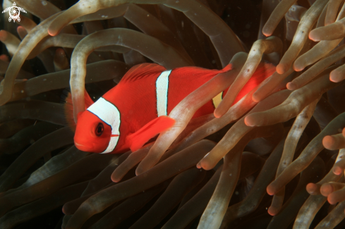 A anemone fish