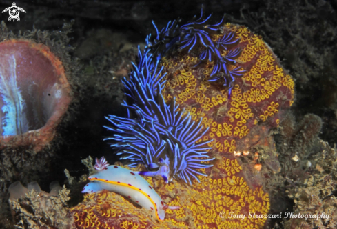 A Hypselodoris bennetti + Pteraeolidia ianthina | Bennett's Hypselodoris + Blue Dragon