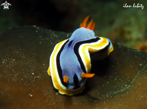 A Chromodoris annae | Nudibranch