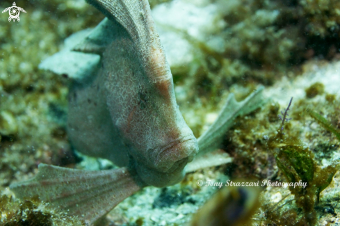 A Red Indianfish