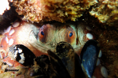 A Octopus vulgaris | Poulpe