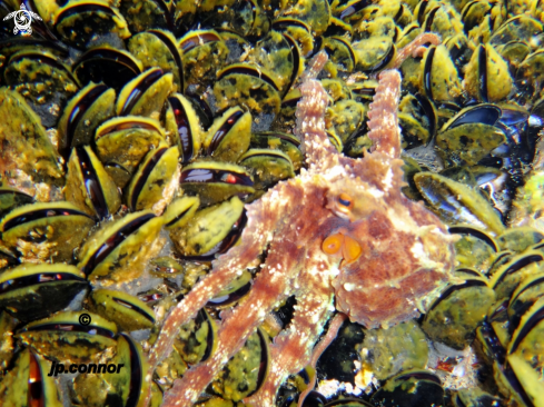 A Octopus vulgaris | Poulpe