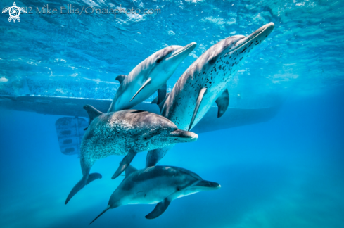 A Spotted Dolphin