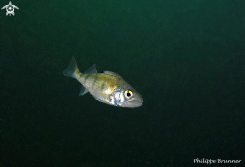 A European perch