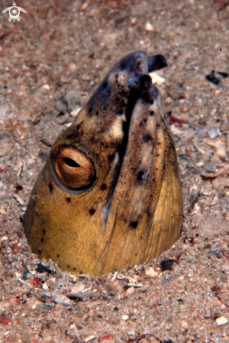 A Pisonophis cancrivorus | Anguilla Serpente