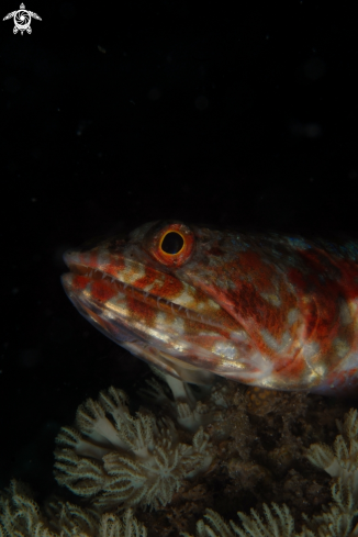 A Synodus variegatus | Pesce Lucertola