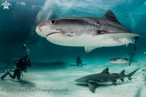 A Galeocerdo cuvier | Tiger Shark